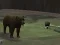 Joc Bear Den en línia