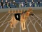 Joc Crazy Dog Racing Fever en línia