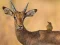Joc Wild Deer Jigsaw en línia