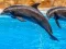 Joc Sea Dolphin Jigsaw en línia