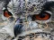 Joc Wild owl Jigsaw en línia
