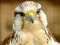 Joc Gyrfalcon Jigsaw en línia
