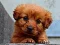 Joc Puppy Puzzle en línia