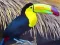 Joc Toucan Bird Jigsaw en línia