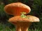 Joc Mushroom Plant Land Escape en línia