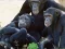 Joc Funny Chimpanzee Jungle Escape en línia