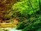 Joc Peaceful Rainbow Forest Escape en línia