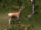Joc Sniper Hunting Deadly Animal en línia