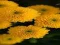 Joc Chrysanthemums Jigsaw en línia