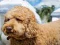 Joc Labradoodle Jigsaw en línia