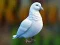 Joc Realistic Pigeon Rescue en línia