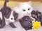 Joc Jigsaw Puzzle: Playing Cats en línia