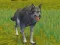 Joc The Wolf: Wild Animal Simulator en línia