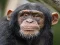 Joc Chimpanzee Jigsaw en línia