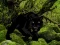 Joc Escape from Black Panther Forest en línia
