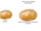 Joc Potato Construct 2 Edition en línia