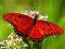 Joc Nature Jigsaw Puzzle Butterfly en línia