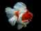 Joc Gold Fish Jigsaw Puzzle en línia