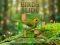 Joc Birds Slide en línia