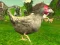Joc Chicken Shooter en línia