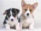 Joc Cute Puppies Puzzle en línia