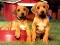 Joc Puppy Pairs Puzzle en línia