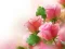 Joc Pink Roses en línia