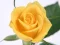 Joc Yellow Roses en línia