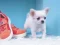 Joc Lovely Puppy Puzzle en línia