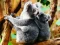 Joc Cute Baby Koala Bear en línia
