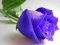 Joc Blue Roses en línia