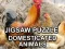 Joc Jigsaw Puzzle Domesticated Animals en línia