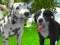 Joc Dog Simulator 3d en línia