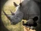 Joc Wild Rhino Hunter en línia