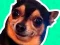Joc What meme dog are you ? en línia