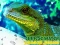 Joc Chinese Water Dragon Jigsaw en línia
