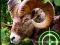 Joc Crazy Goat Hunter 2020 en línia