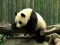 Joc Pandas Puzzle en línia