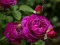Joc Purple Roses en línia