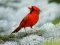 Joc Birds Puzzle en línia