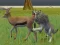 Joc Wolf Life Simulator en línia