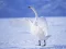 Joc Graceful Swans en línia