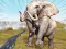 Joc Zoo Anomaly Simulation en línia