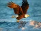 Joc Animals Jigsaw Puzzle Eagle en línia