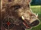 Joc Boar Hunting Jigsaw en línia