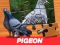 Joc Pigeon Jigsaw Puzzle en línia