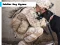 Joc Soldier Dog Jigsaw en línia