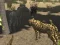 Joc African Cheetah Hunting Simulator en línia