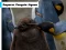 Joc Emperor Penguin Jigsaw en línia