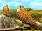 Joc Birds of Prey Slide en línia